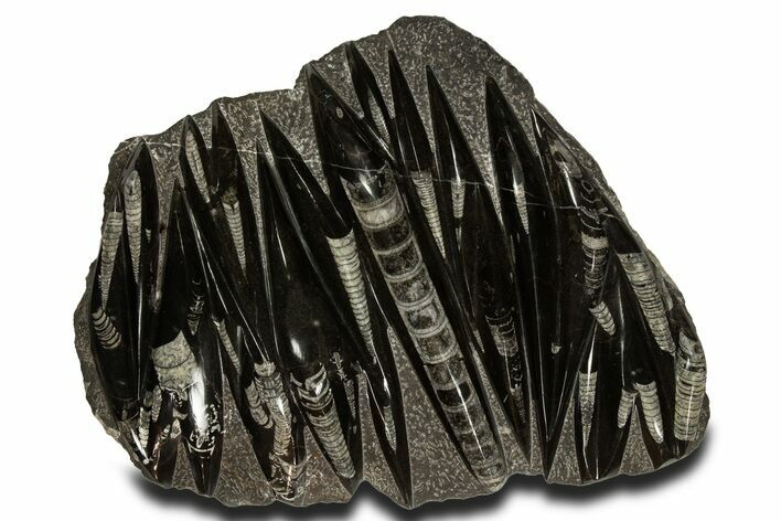 Polished Fossil Orthoceras (Cephalopod) Plate - Morocco #336153